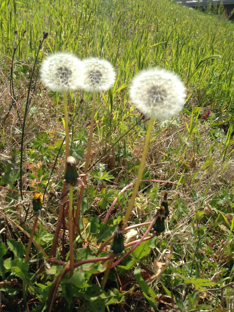 Dandelions