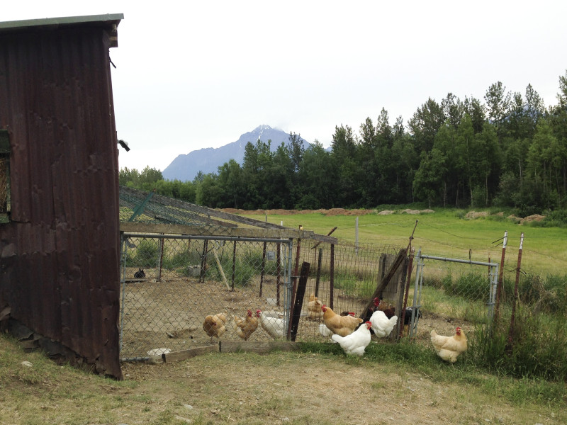 Moon Stone Farm. #mapinalaska pamelapetrus.com