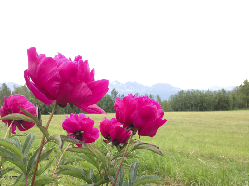 Moonstone Farm. #mapinalaska pamelapetrus.com