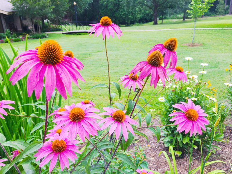 Flowers at Kiroli Park