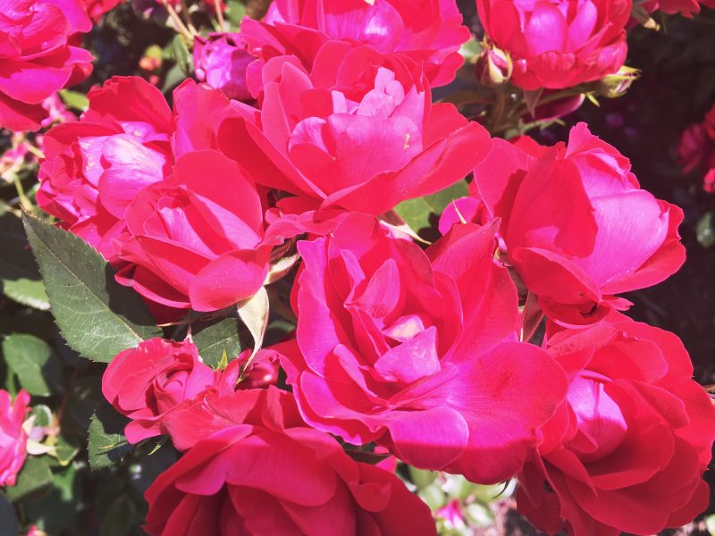 pink flowers for the womens march